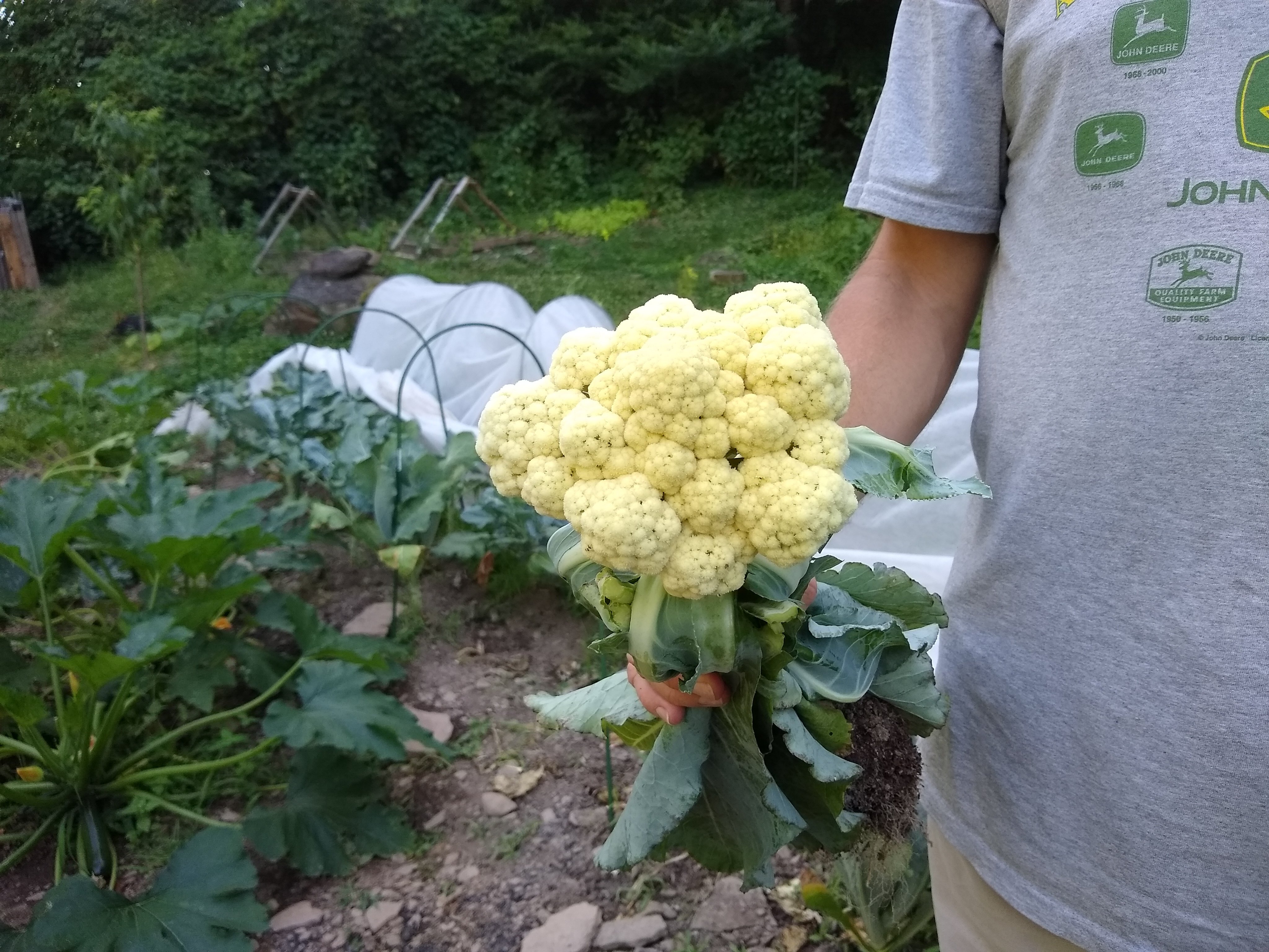 Garden tunnels in background with man holding freshly picked cauliflower