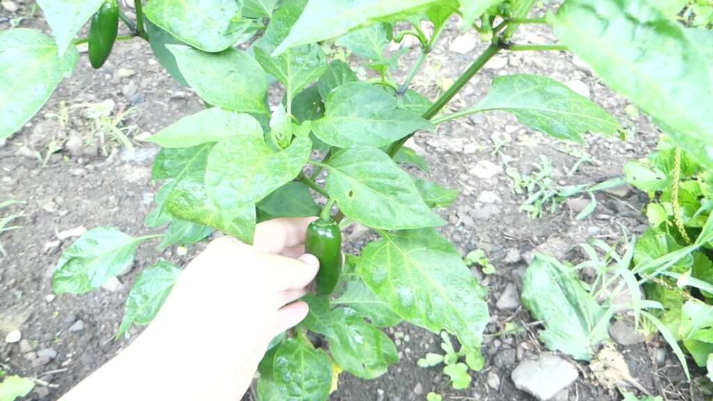 A hand holding a jalapeno on a plant.