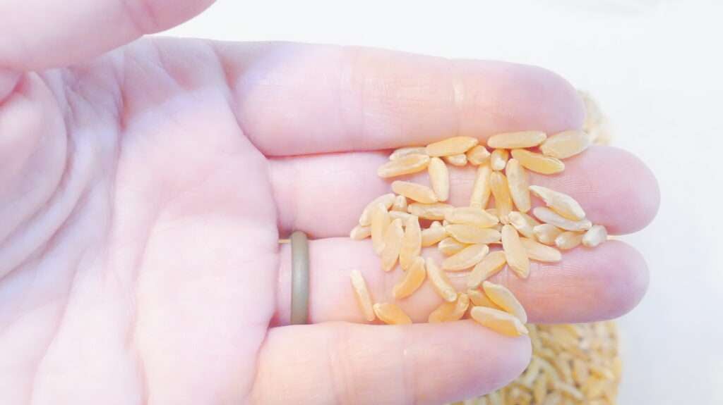 Wheat Berries