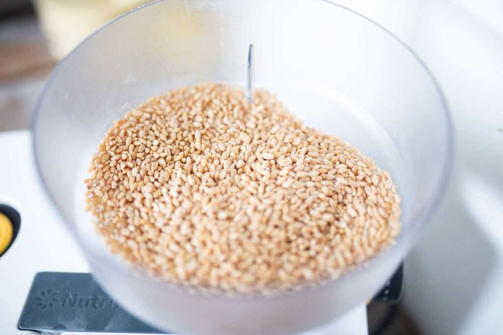 hard white wheat berries in a grain mill hopper
