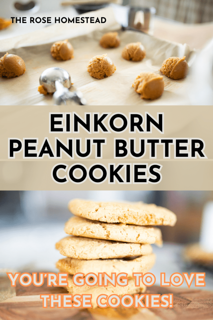 This is a pinterest pin for einkorn peanut butter cookies with top picture of scooped cookie batter on a baking sheet and bottom is a stack of cookies on a cutting board. Text reads einkorn peanut butter cookies, you're going to love these cookies.