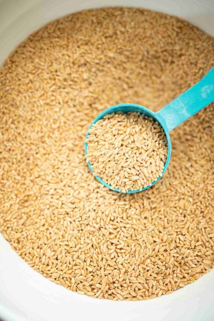 A bucket wheat berries with a green measuring up full of berries