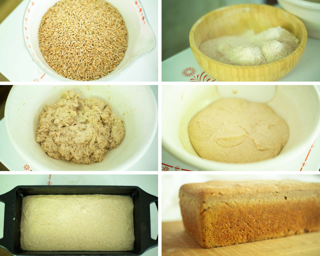 This is a photo collage with 6 photos. 1. Bowl of emmer berries. 2. Bowl of emmer flour. 3. Bowl of just mixed sourdough emmer bread dough. 4. Bowl with emmer bread dough after stretching and folding. 5. A loaf pan with sourdough emmer bread dough. 6. A whole loaf of sourdough emmer bread on a cutting board.