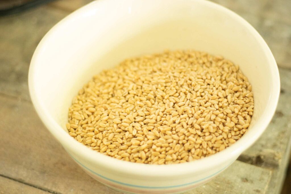 This is a cream colored bowl of wheat berries for fresh milled dinner rolls