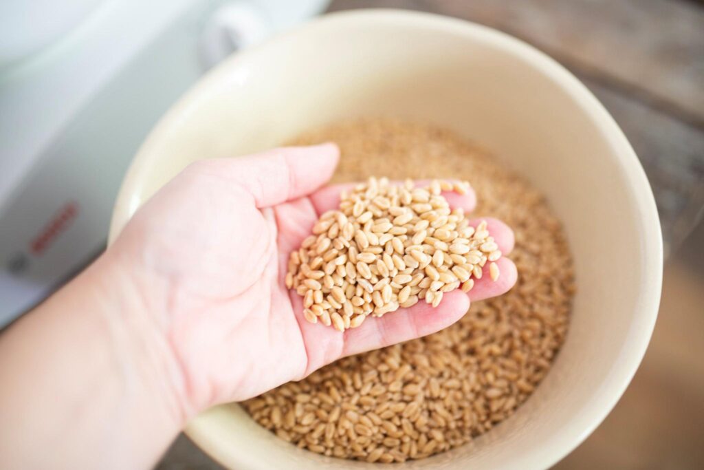 There is a hand holding wheat berries over a cream colored bowl full of grain.
