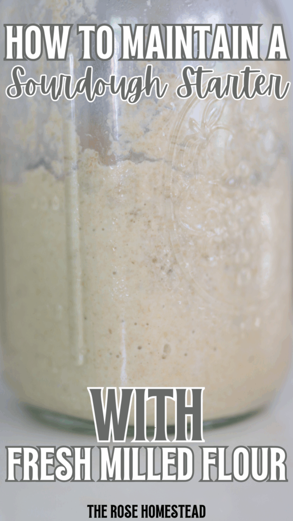 Pinterest pin with a photo of a fresh milled sourdough starter. There is a jar of starter with bubbles. The text reads how to maintain a sourdough starter with fresh milled flour.