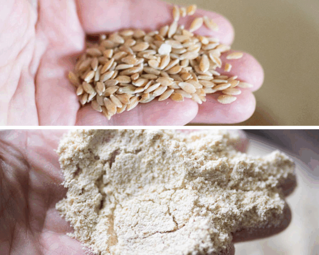 The top photo is a hand holding wheat berries, the bottom is coarse ground flour for making cream of wheat.