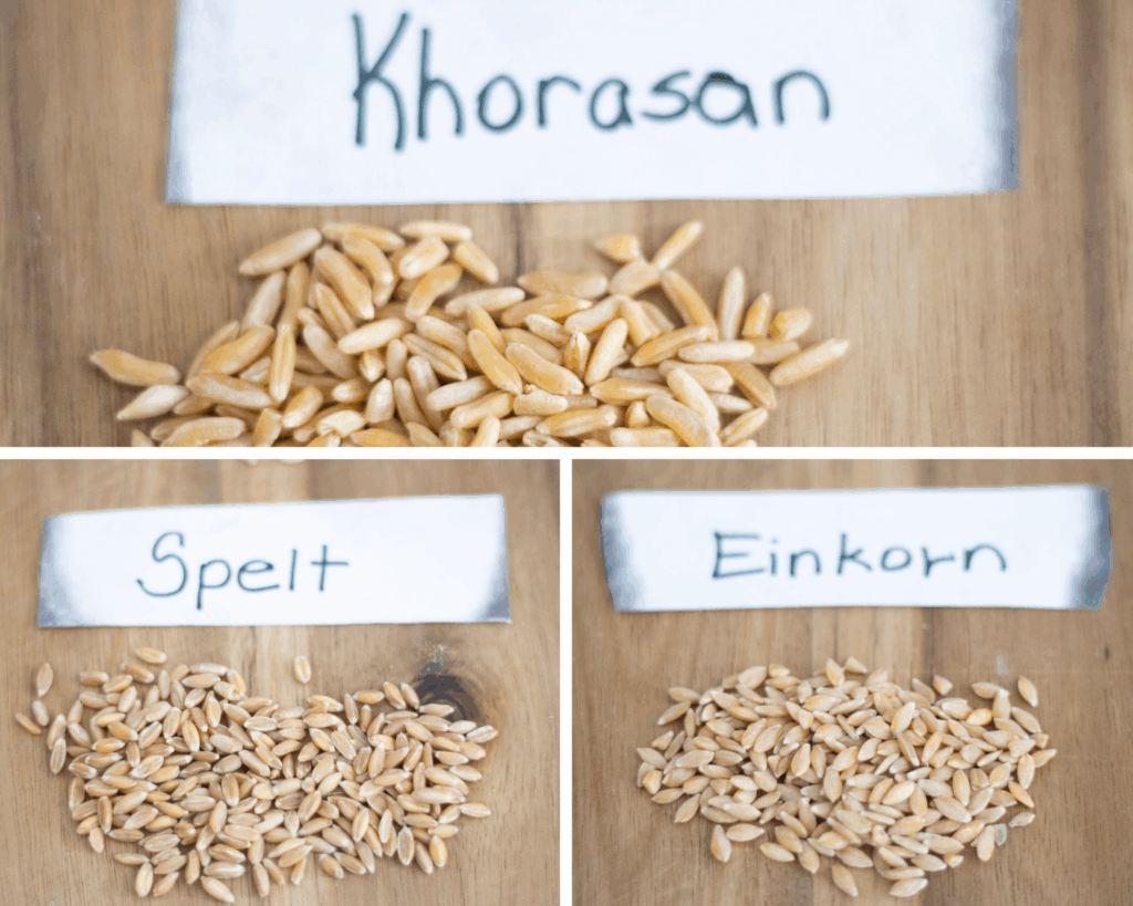 3 photo collage for ancient grains. 1. Khorasan berries under a white label, 2. Spelt berries under a white label, 3. Einkorn berries under a white label.