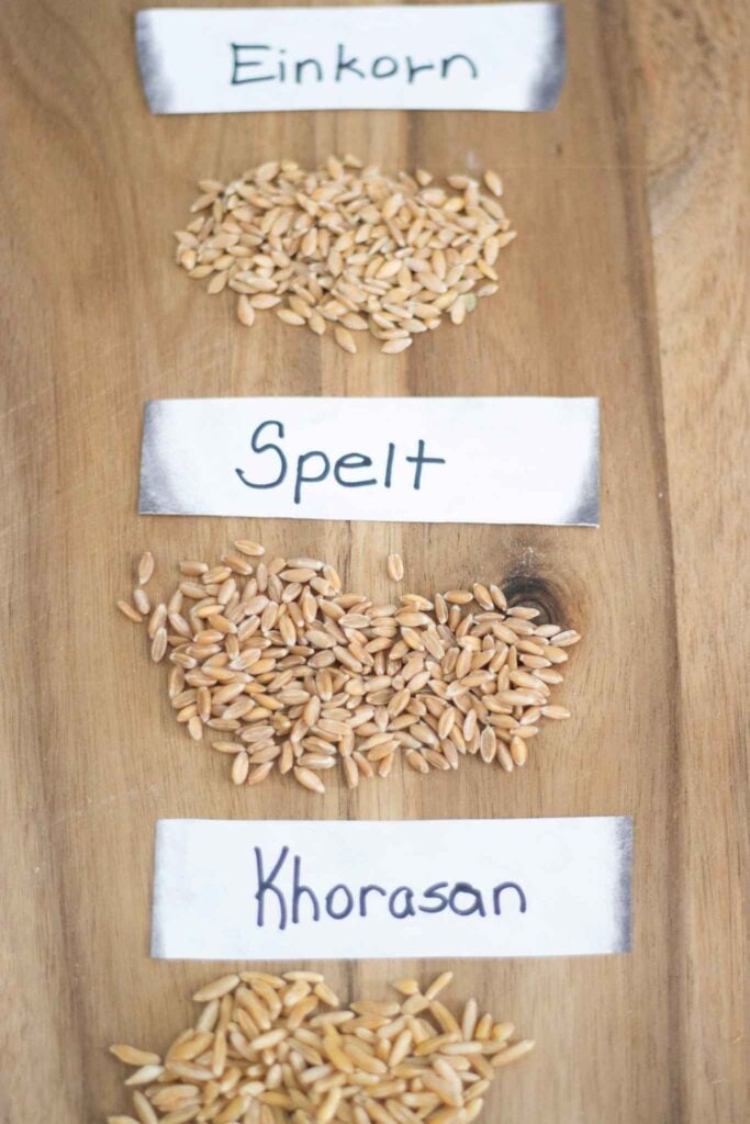 overhead photo of 3 ancient grains on a wood cutting board that are labeled. Top is Einkorn, next is Spelt, and bottom is Khorasan. The berries are laid under the labels.