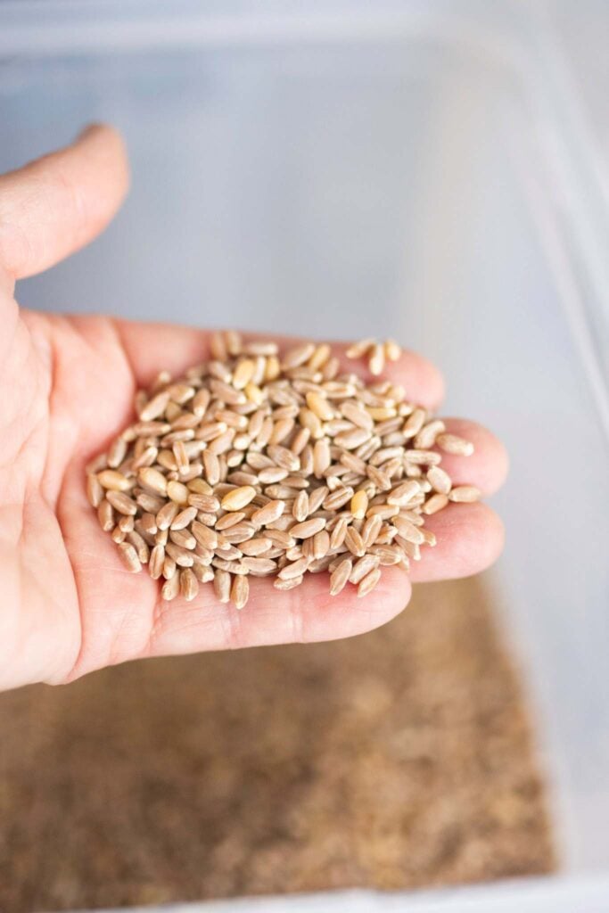 There is a hand full of wheat berries over a short term storage plastic container.