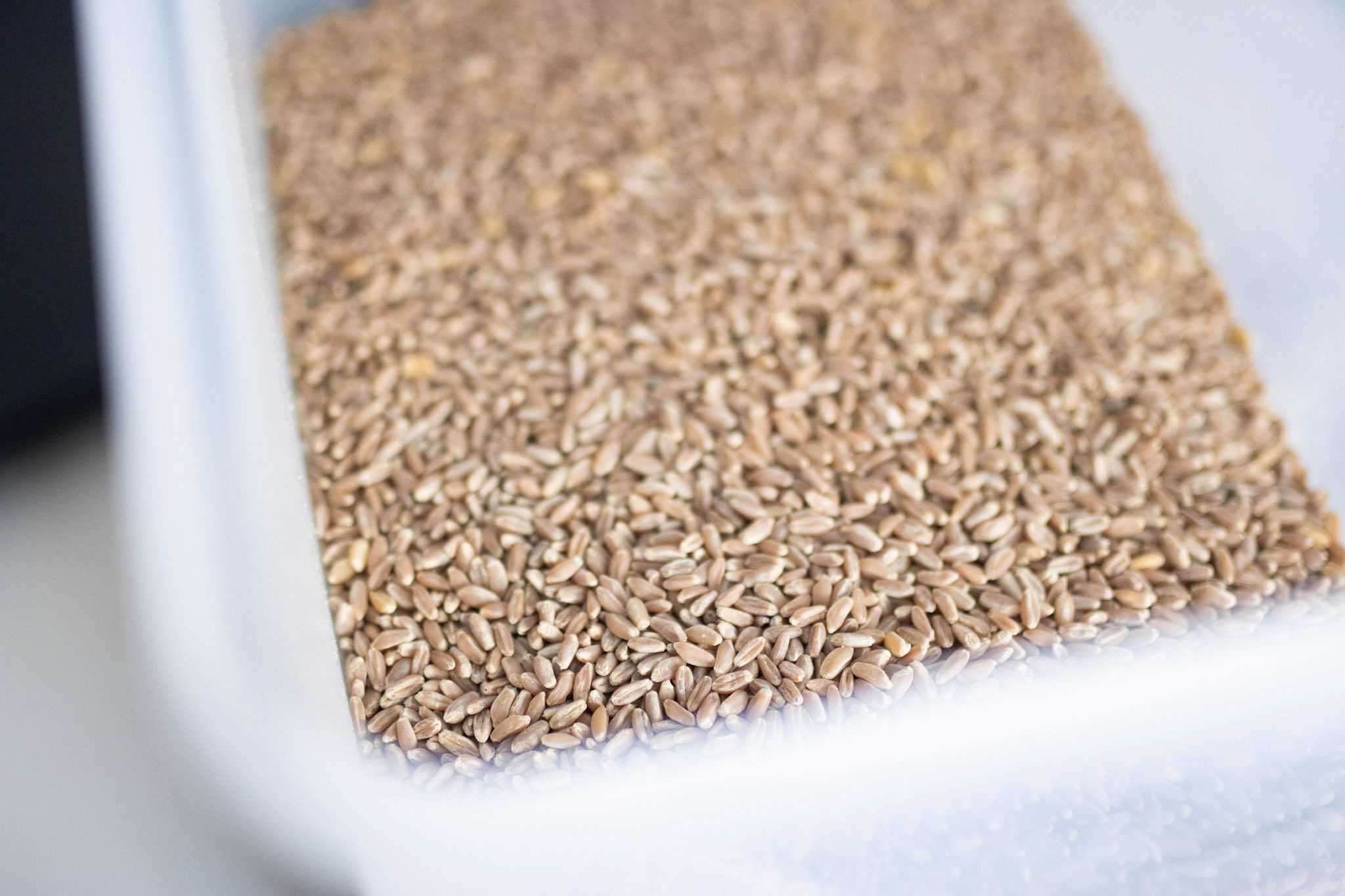 Wheet Storage Injection Long Term and Short Term Wheat Berry Storage 101 - The Rose Homestead