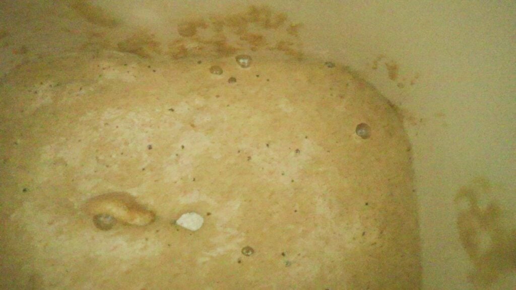 Bubbly and foamy sponge for a bread dough.