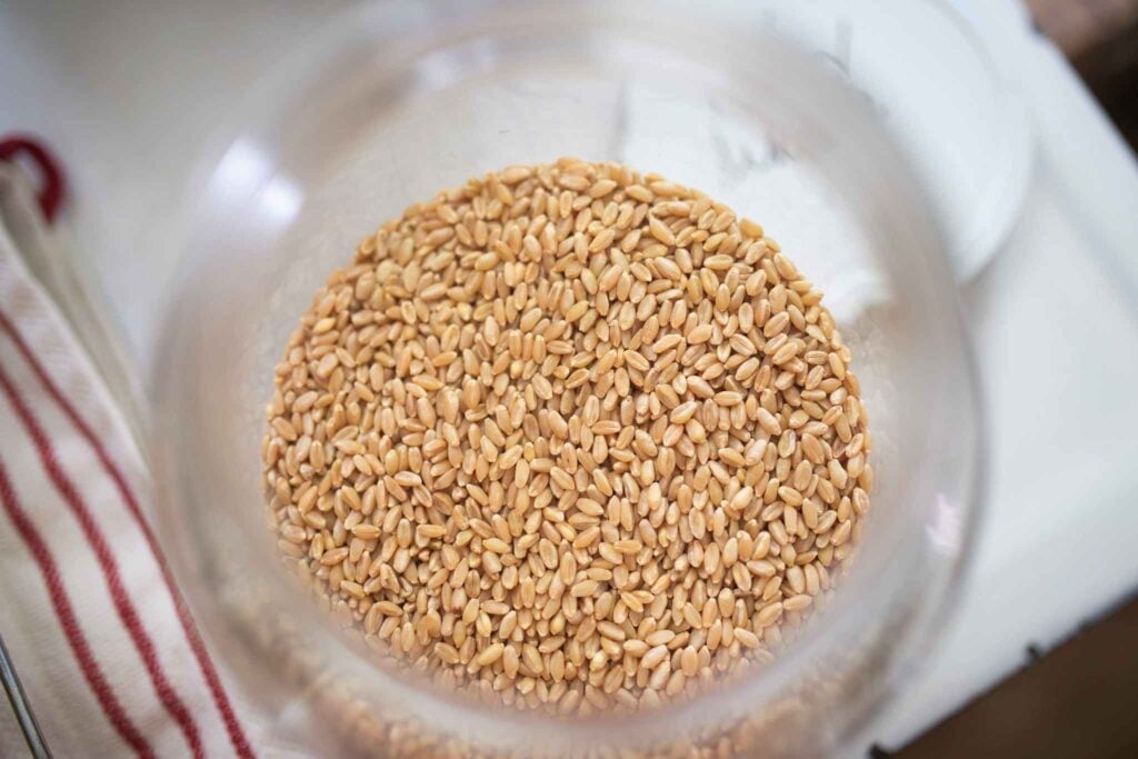 Looking down into a large glass jar of wheat kernels.