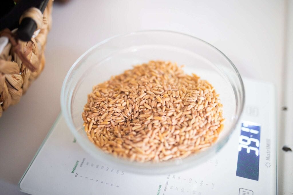 A glass bowl of wheat berries sitting on a gray kitchen scale.