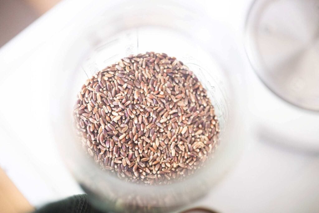 Looking overhead into a jar of purple colored whole grains.